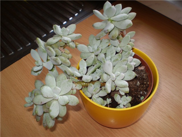 echeveria